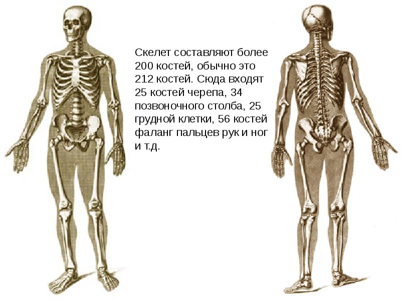 Костная система презентация