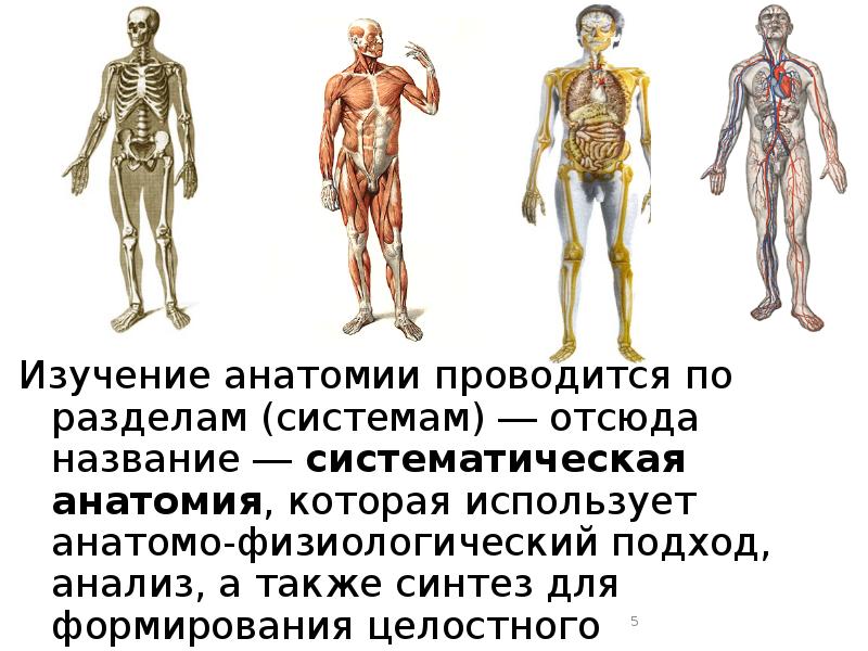 Изучение анатомии с нуля. Что изучает анатомия. Анатомия это наука. Изучение тела человека.