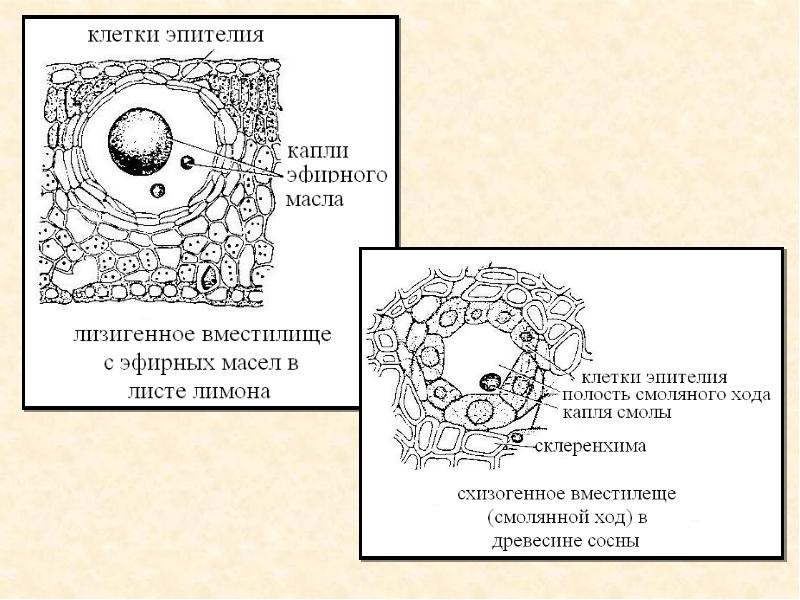 Выделительная ткань рисунок