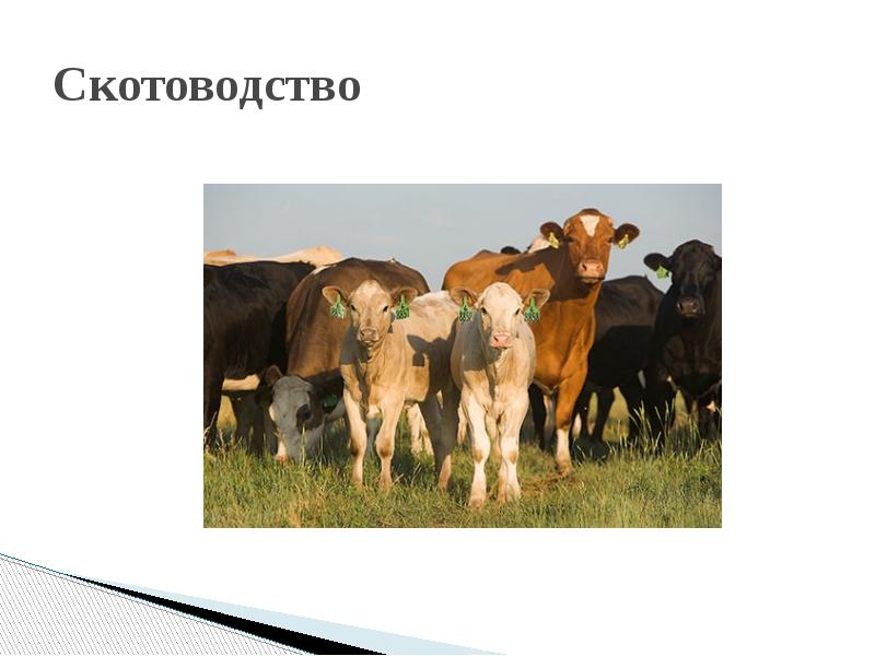 Для центральной россии характерно скотоводство. Презентация на тему скотоводство. Презентация хозяйство Пензенской.