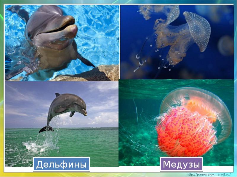 Черное море проект