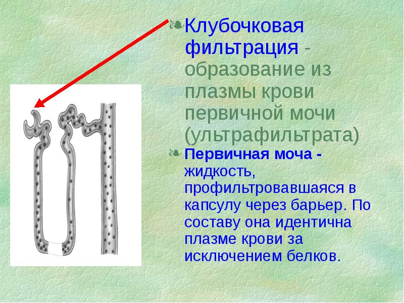 Физиология мочеобразования презентация