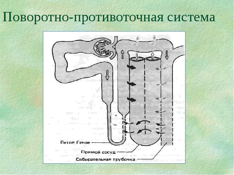 Физиология мочеобразования презентация