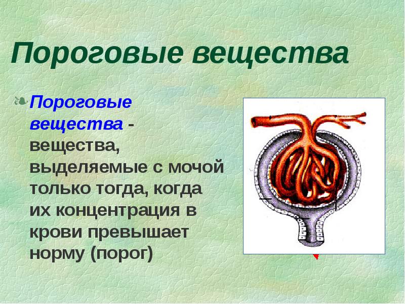 Процесс мочеобразования презентация