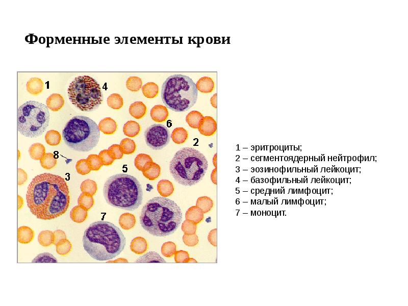 Нормы форменных элементов крови