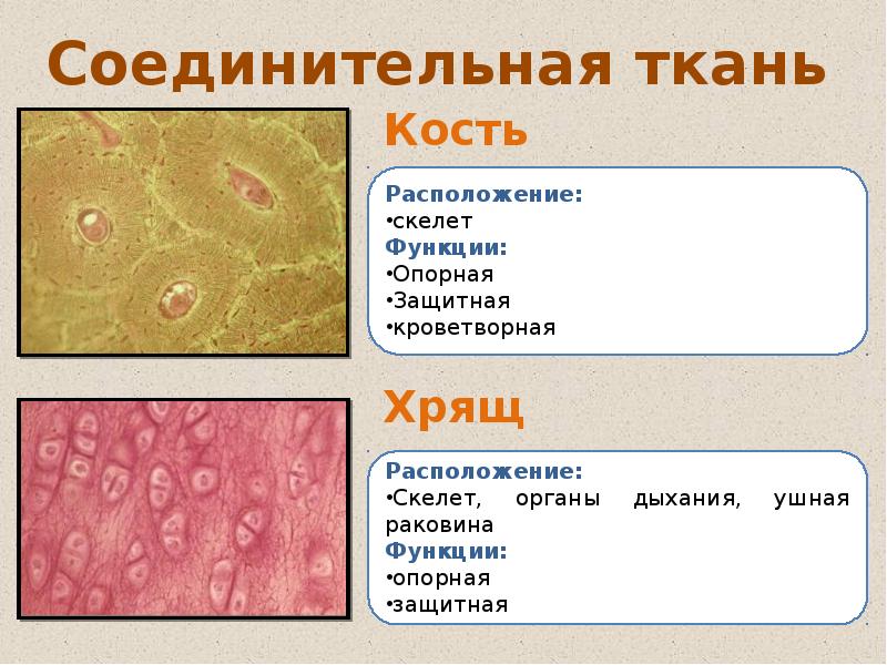 Егэ ткани человека презентация