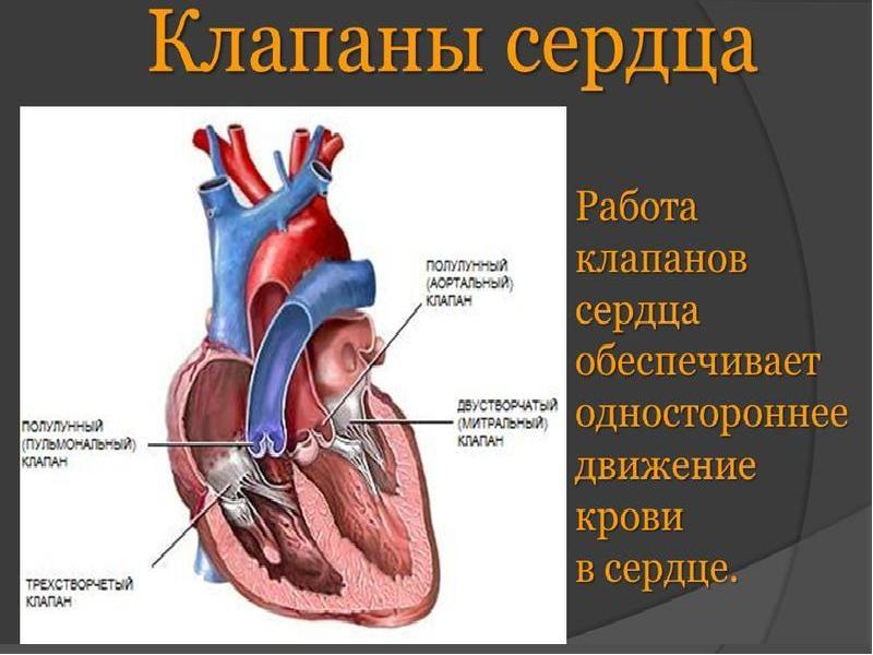 Строение створчатого клапана сердца