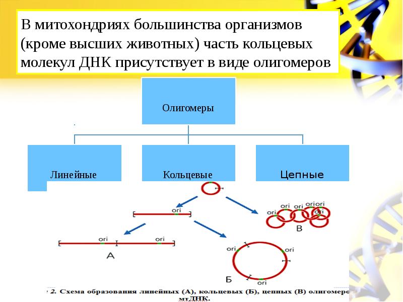 Протекание гликолиза кольцевые молекулы днк. Присутствие одной кольцевой молекулы днк у.