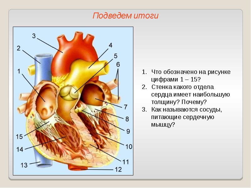 Строение сердца на рисунке