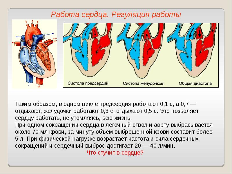 Работа сердца схема систола и диастола