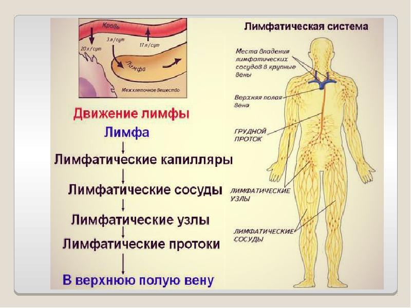 Лимфатическая система анатомия презентация