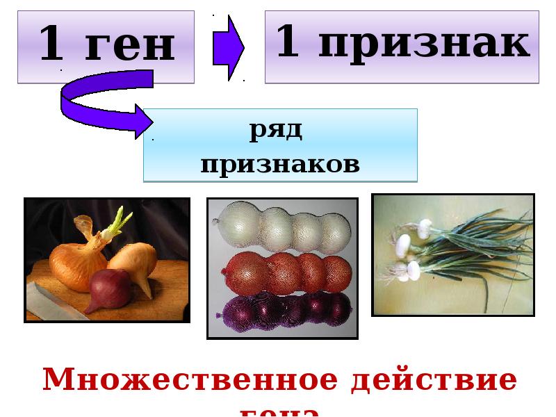 Множественное действие и взаимодействие генов 10 класс презентация