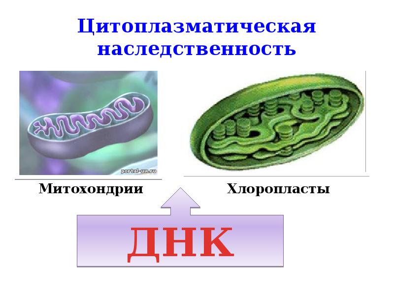 Презентация цитоплазматическая наследственность биология 10 класс