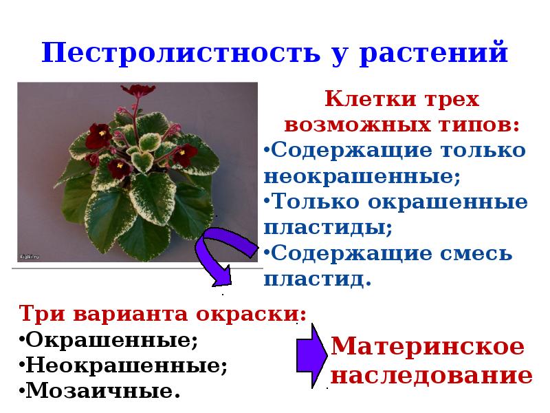 Цитоплазматическая наследственность презентация