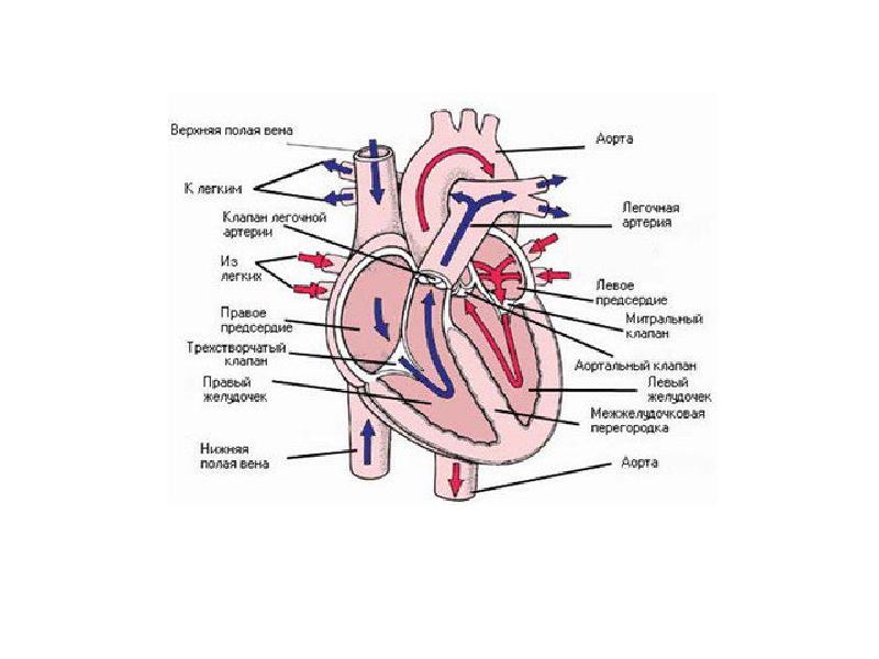 Строение сердца человека рисунок с подписями егэ - 95 фото