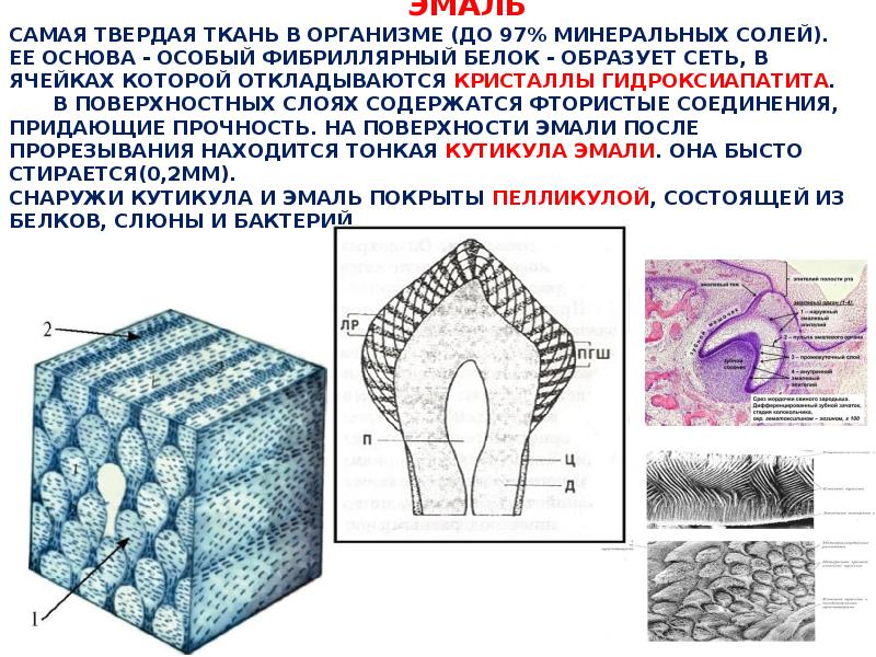 Муаровый рисунок поверхностного слоя эмали обусловлен