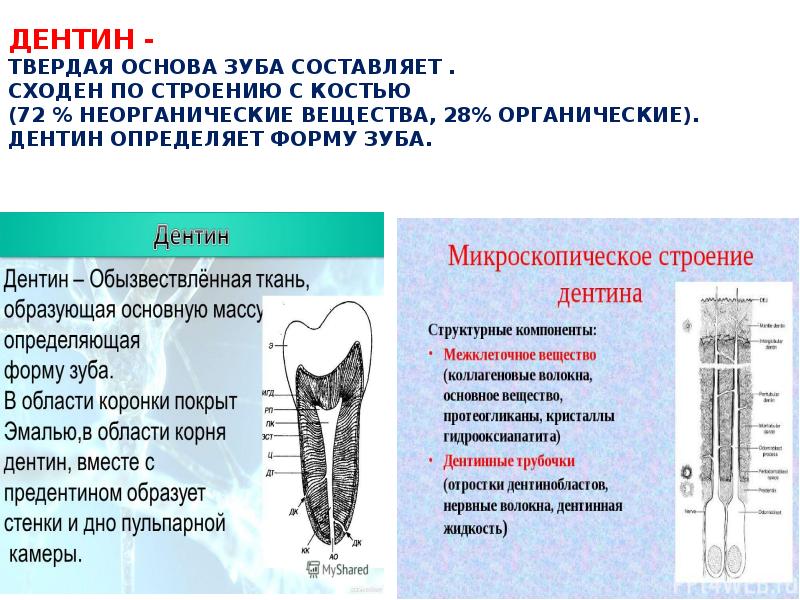 Дентин. Тканевые структуры дентина. Строение и функции дентина зуба.. Из чего состоит основное вещество дентина. Строение дентина зуба плащевой.