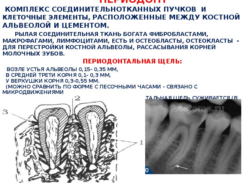 Периодонт. Анатомия\ гистология функции периодонта. Остеокласты в периодонте. Функции периодонта. Периодонт функции периодонта.