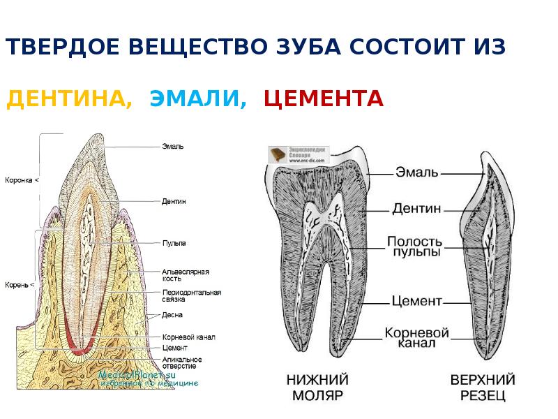 Корни в зубах схема