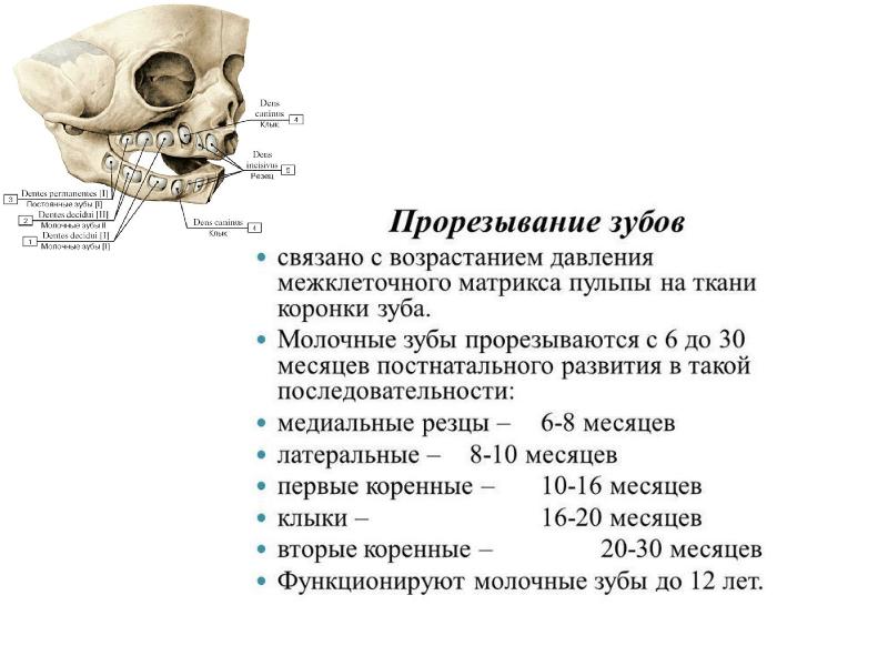 Анатомия постоянных зубов презентация