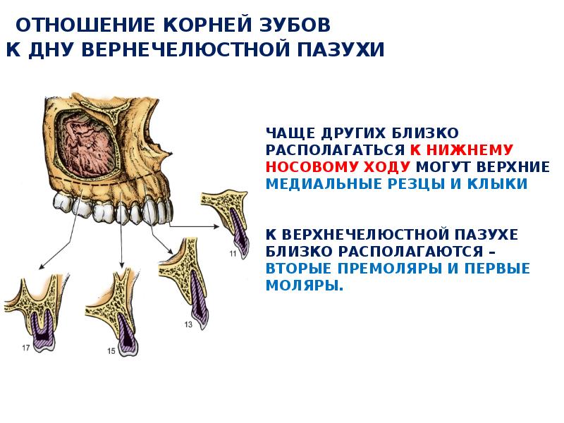 Презентация на тему анатомия зубов