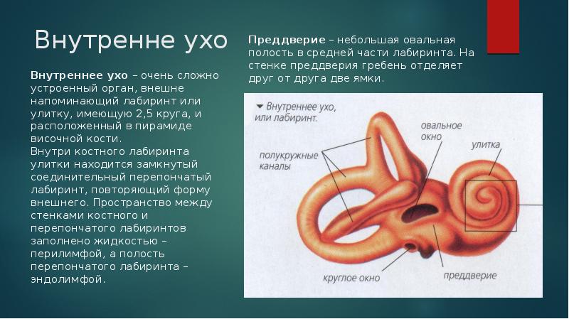 Стенки преддверия уха