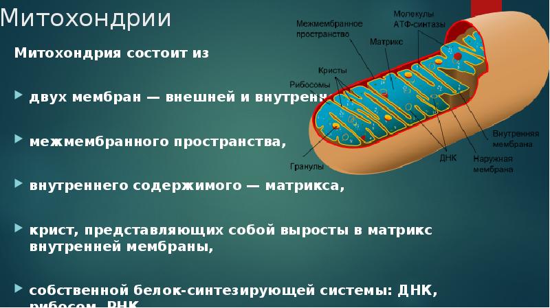 Где содержится больше рибосом в клетках волосяных луковиц