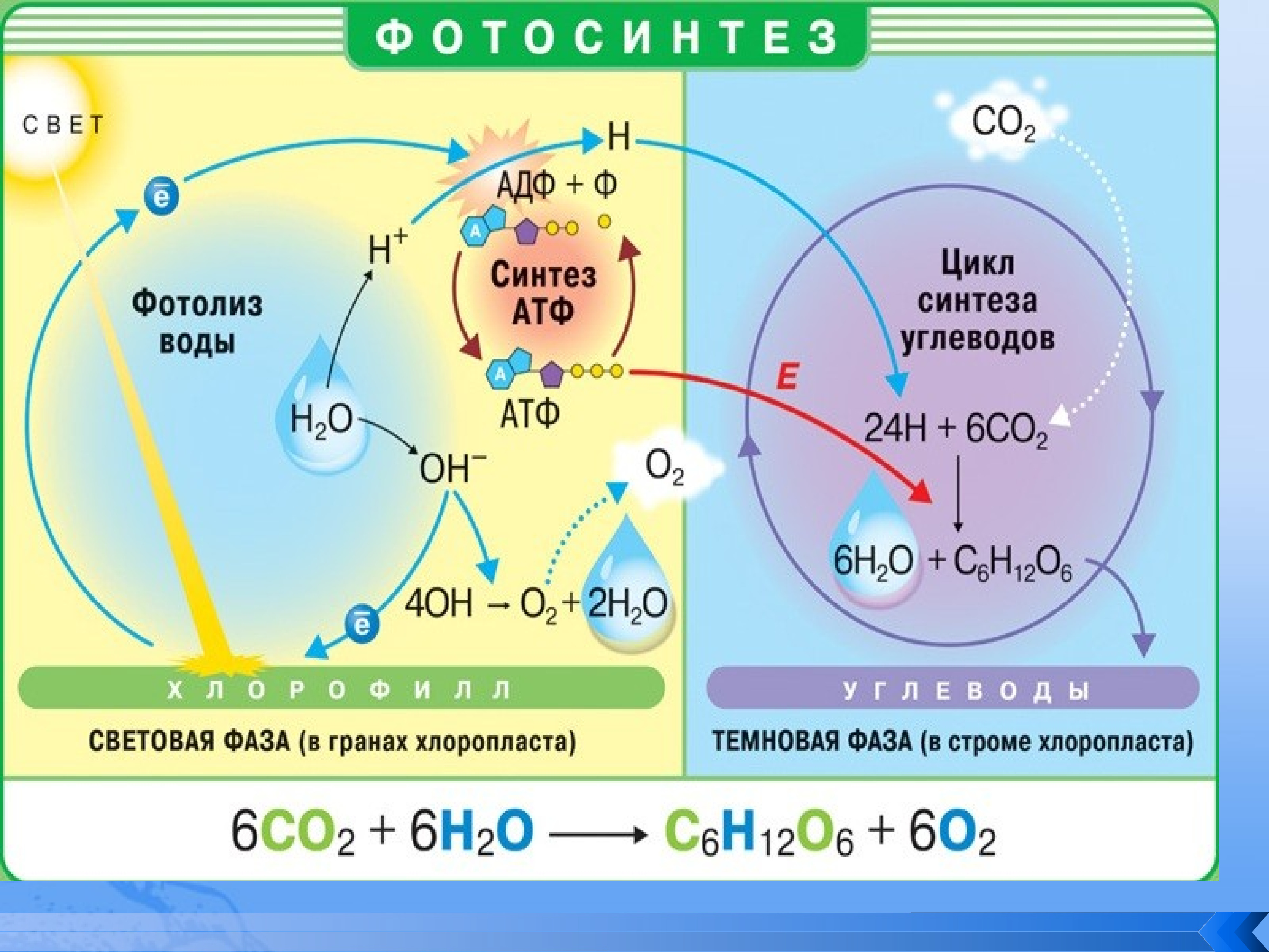 Темновая фаза продукты. Световая и темновая фаза фотосинтеза. Схема фотосинтеза 9 класс биология. Схема процесса фотосинтеза. Фотосистемы фотосинтеза схема.