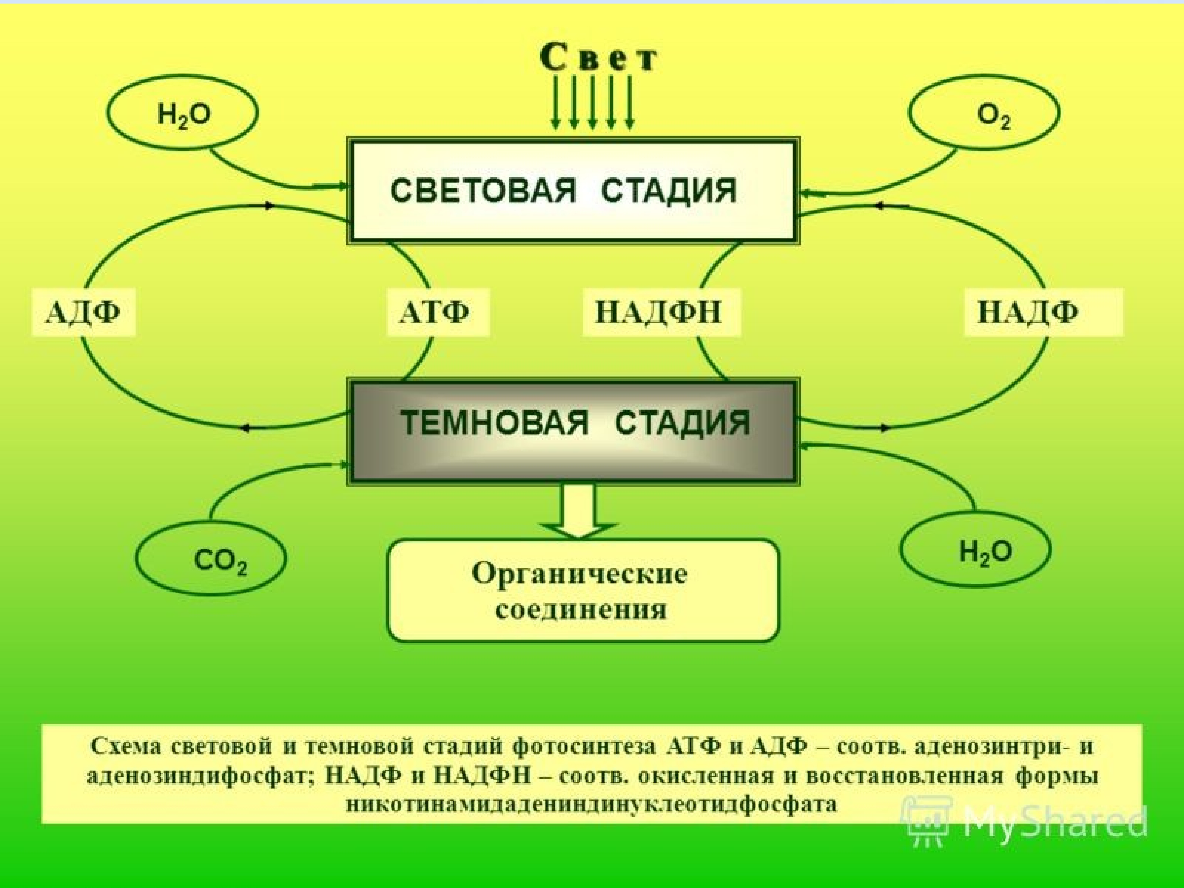 Последовательность этапов атф. Схема фотосинтеза 9 класс биология. Фотосинтез схема 10 класс ЕГЭ. Схема процесса фотосинтеза. Общая схема фотосинтеза.