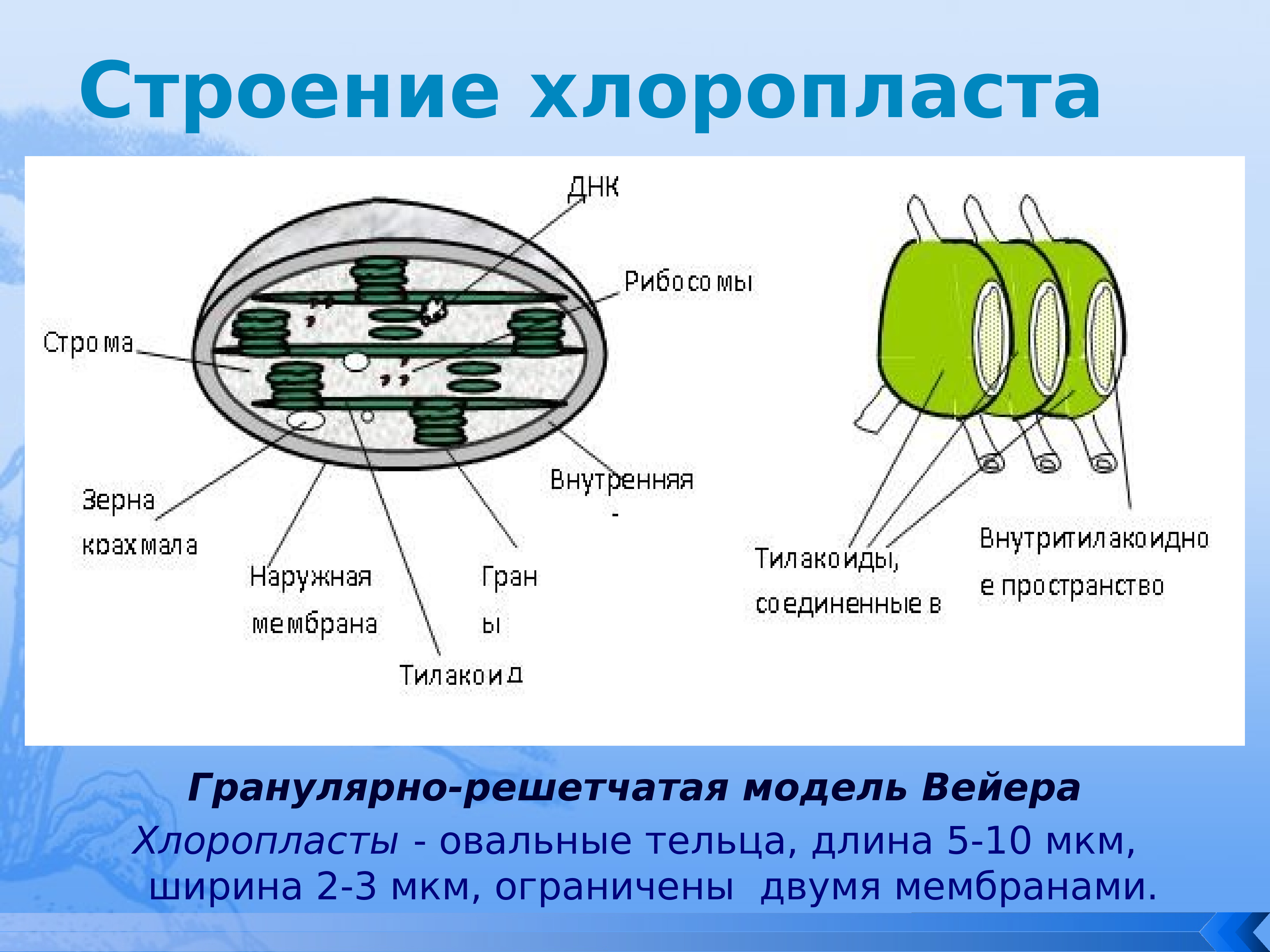 Внутреннее пространство хлоропласта