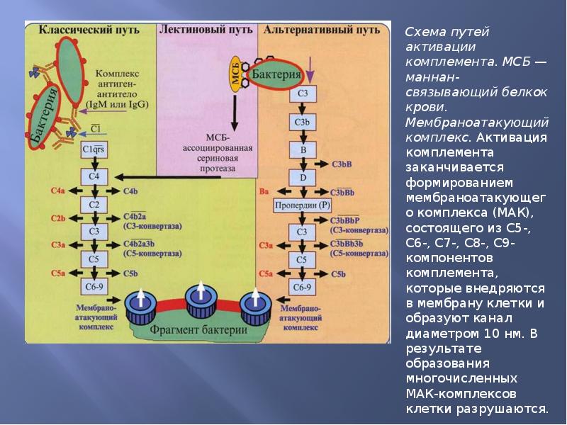 Схема активация комплемента