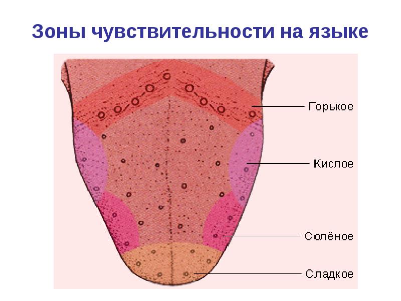 Рецепторы языка человека схема