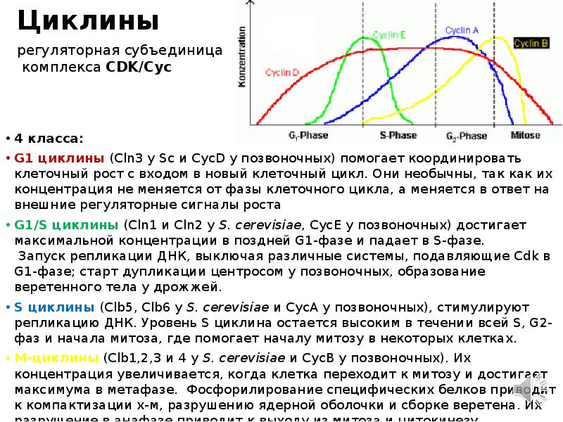 циклины регулирующие клеточный цикл. клеточный цикл циклины. циклин-зависимые протеинкиназы (cdk) строение. циклин киназа. клеточный цикл циклины.