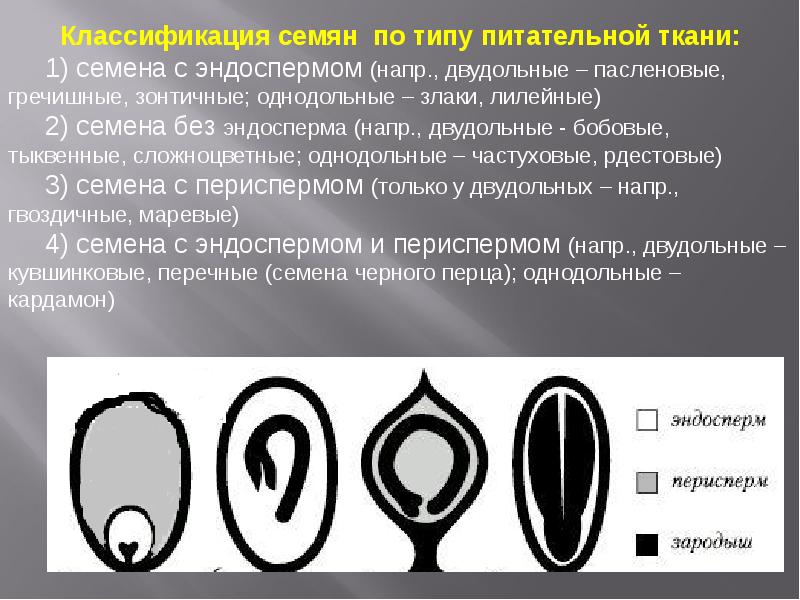 Эндосперм хромосомы. Семена двудольных растений с эндоспермом. Семена с эндоспермом и периспермом. Семена двудольных= с эндоспермом и без эндосперма. Семена по типу питательной ткани.