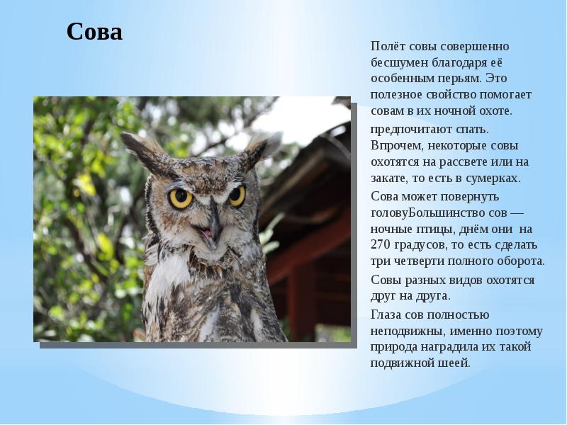 Что помогает сове. Когда Сова охотится днем. Скорость полета Совы. Почему Совы летают днем. Как помогает Сова.