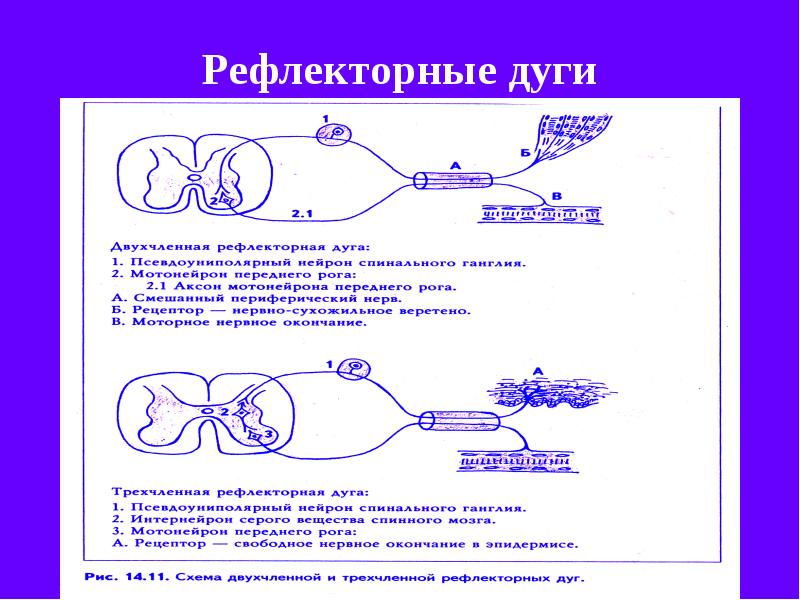 Виды дуг. Сложная рефлекторная дуга схема. Типы рефлекторных дуг. Виды рефдективной дуги. Вилы рефлекторной дуги.