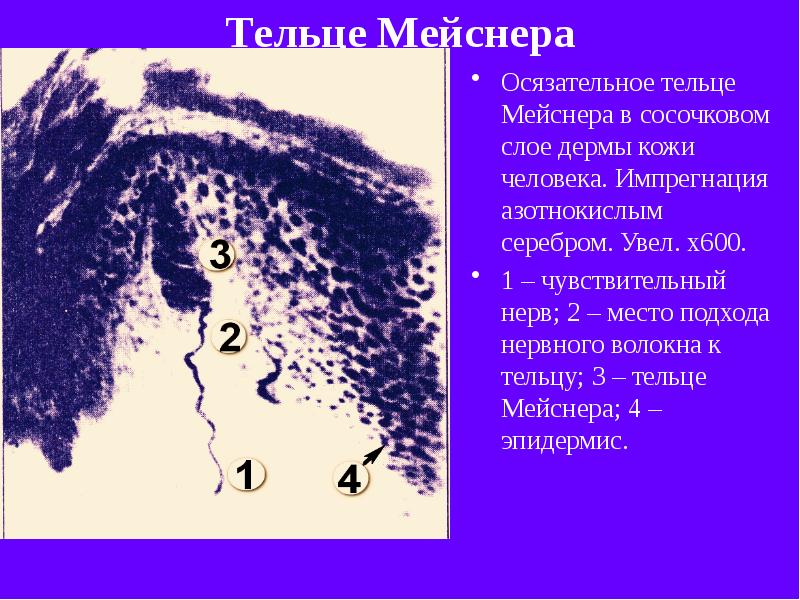 Тельце мейснера рисунок