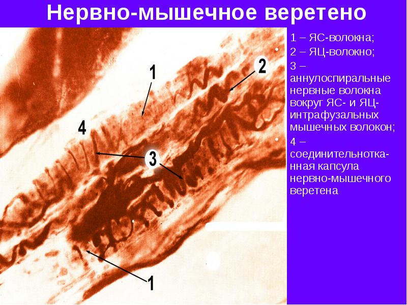 строение нервно мышечного веретена. нервно мышечные волокна. мышечное веретено схема. нервно-мышечное веретено. нервно мышечные волокна.