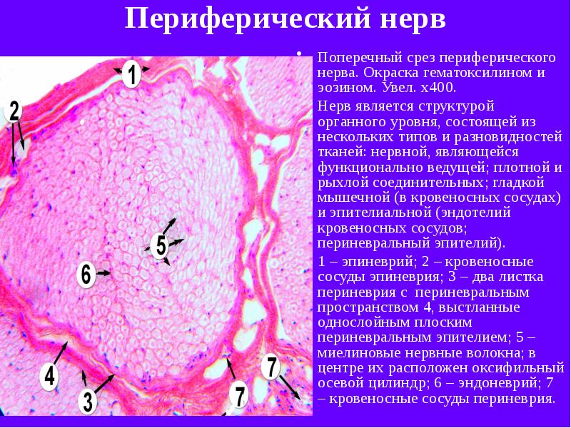 Периферический нерв ткань фото 11 Лекция Нервная ткань МИнский госуниверситет (оконч.в-т)