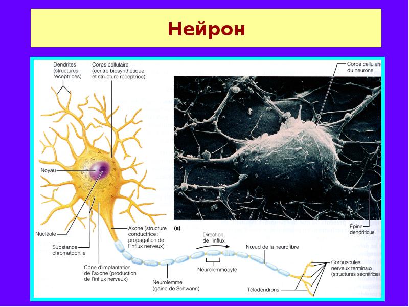 Презентация нервные ткани