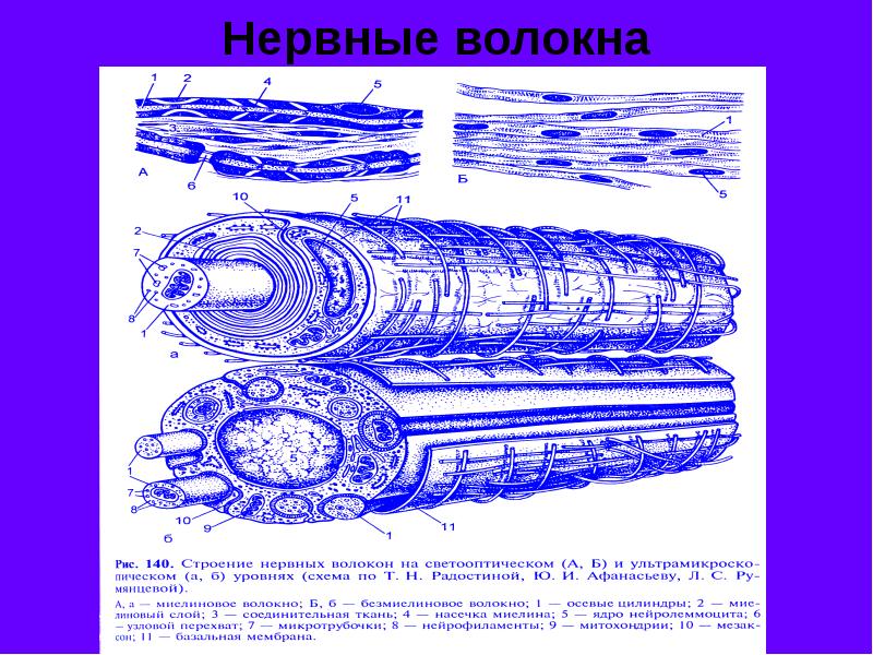 Строение нервного волокна рисунок