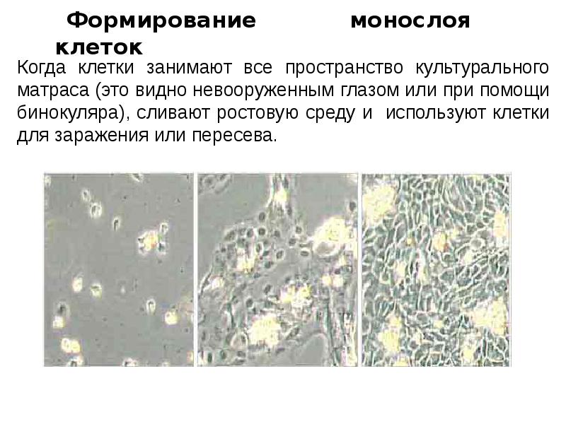 Культуры клеток насекомых. ИК клетки это. Адрес клетки.