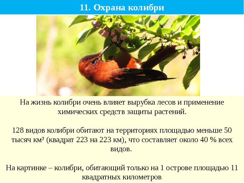 Помидор колибри фото описание
