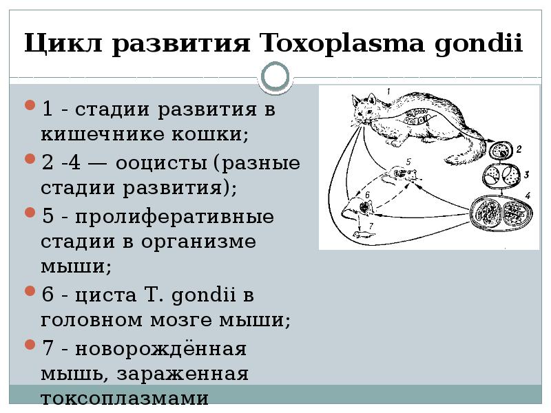 Жизненный цикл токсоплазмы гондии схема