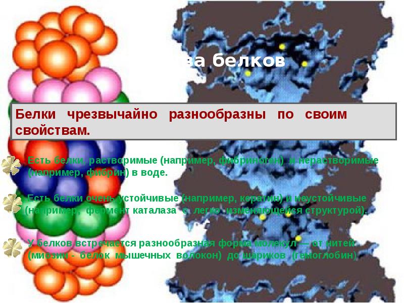 Аминокислоты белки презентация