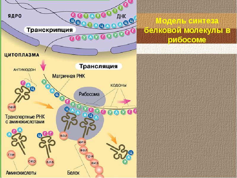 Биосинтез белка презентация 10 класс профильный уровень