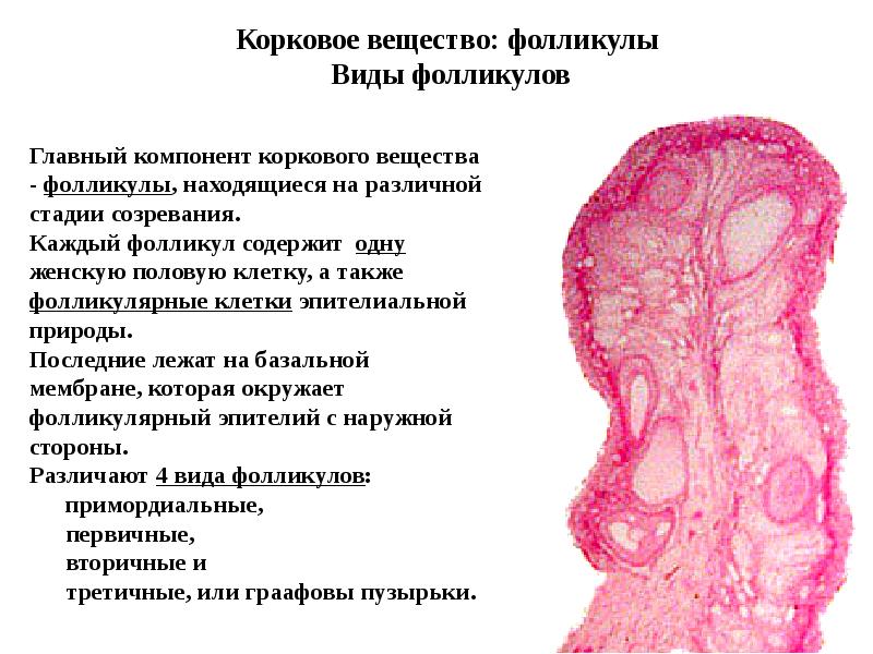 Презентация женская половая система