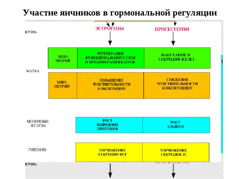 Женская половая система презентация 8 класс