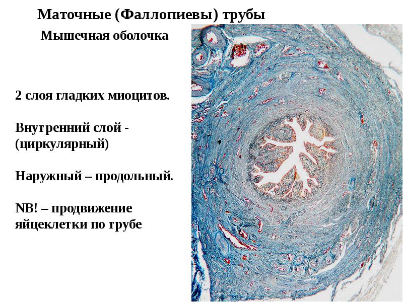 Презентация женская половая система