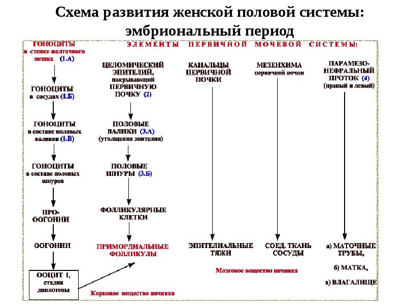 Строение периода схема